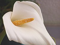 Zantedeschia aethiopica : spathe blanche enveloppant le spadice