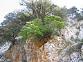 Acer opalus subsp. granatense élőhelyén