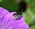 En Albanie, sur une fleur.