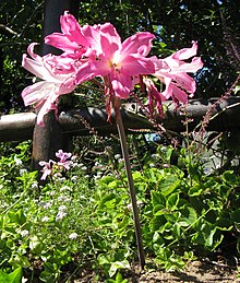 Amaryllis belladonna in flower, an example of a leafless scape emerging directly from the underground bulb before the seasonal leaves Amaryllis belladonna in flower, showing scape IMG 5342.JPG