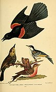 Rotflügelstärling aus Alexander Wilsons American Ornithology