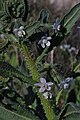 Anchusa strigosa 1. 
 JPG