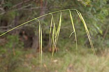 Anisopogon avenacea.jpg