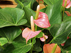 Anthurium andraenum