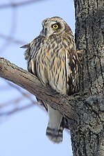 コミミズクのサムネイル