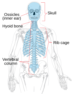 The image “http://upload.wikimedia.org/wikipedia/commons/thumb/8/8b/Axial_skeleton_diagram.svg/240px-Axial_skeleton_diagram.svg.png” cannot be displayed, because it contains errors.