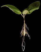 One criterion proposes that an organism cannot be divided without losing functionality. This basil plant cutting is however developing new adventitious roots from a small bit of stem, forming a new plant. Basilikumwurzling.jpg