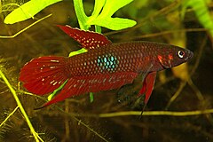 240px-Betta_coccina_%22Jambi-Sumatra%22.