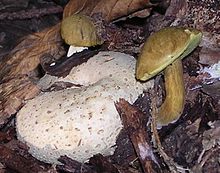 Pseudoboletus parasiticus on Scleroderma citrinum Boletus parasiticus.jpg