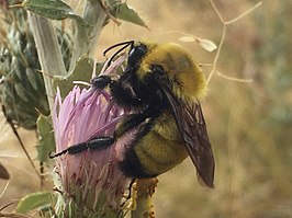 Bombus morrisoni