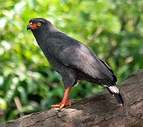 Gavião-azul (B. schistaceus) no Parque Nacional de Anavilhanas, Amazonas, Brasil