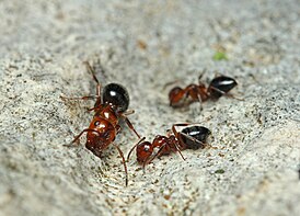 Camponotus lateralis