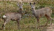 Miniatura para Capreolus capreolus