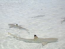 Une étendue d'eau clair et de sable blanc, avec plusieurs requins nageant avec leur nageoire dorsale hors de l'eau.