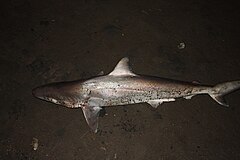 Description de l'image Carcharhinus porosus sorona.jpg.