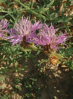  Capitules de Centaurea aspera