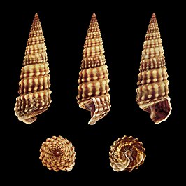 Pirenella conica