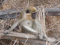 Grüne Meerkatzen Green Monkey