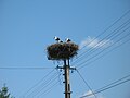 Storchennest in Járdánháza