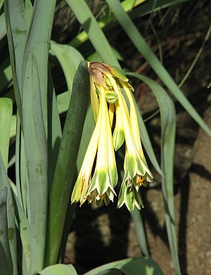 Clinanthus variegatus