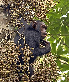 Обикновено шимпанзе (Pan troglodytes schweinfurthii) хранене.jpg