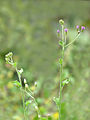 Yerba socialista (Vernonia cinerea)