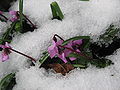 Cyclamen coum in melting snow