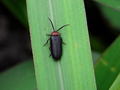 Cyphonocerus ruficollis