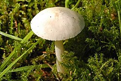 Cystolepiota seminuda - Lindsey.jpg