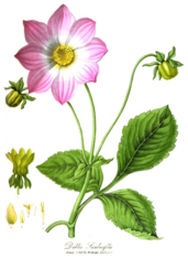 Dahlia sambucifolia 1805.png