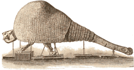 Umjetnički prikaz Doedicurusa clavicaudatusa