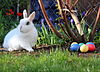 Easter bunny.JPG