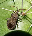 Enoplops scapha (Península Ibèrica).