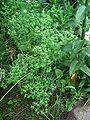 Kleine Wolfsmilch (Euphorbia exigua)