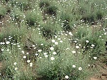 Pyrethrum field (Chrysanthemum cinerariaefolium) Lari Hills, Nairobi, Kenya, in 2010 Fields of white daisies (Chrysanthemum cinerariaefolium ).JPG