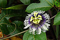 Passiflora edulis