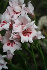 Miniatura para Gladiolus carneus