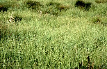 Glyceria occidentalis в національному заповіднику «Humboldt Bay», Каліфорнія