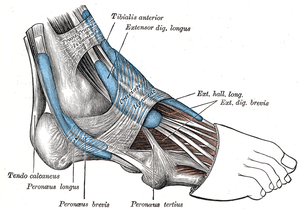 Tibialis anterior muscle labeled at top center...