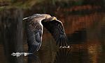 Seeadler