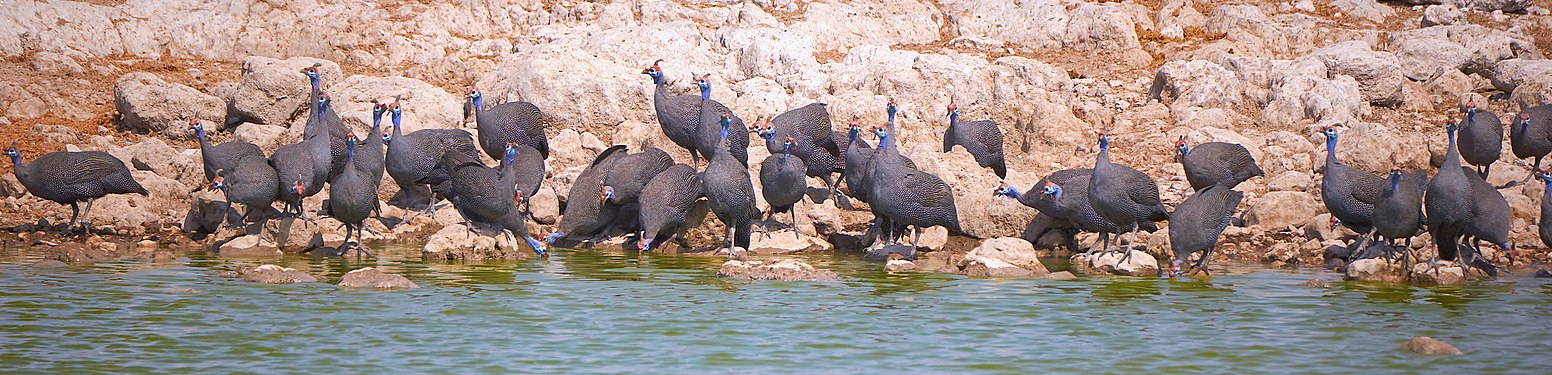 Helmeted guineafowl (numida meleagris) at the Okaukuejo waterhole in Etosha Namibia