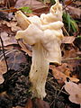 Helvella crispa fam. Helvellaceae