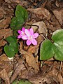 Anemone hepatica pink form