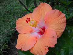 Hibiscus