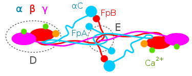 Pfam Family Fibrinogen C Pf