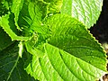 Hydrangea macrophylla, folhas.