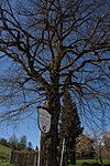 Winterlinde (Tilia cordata)