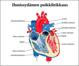 Ihmisen sydämen poikkileikkaus edestäpäin kuvattuna. Nuolet kertovat veren kulkusuunnasta.