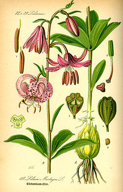 250px-Illustration_Lilium_martagon0.jpg