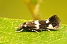 Incurvaria praelatella (Aardbeiwitvlekmot)